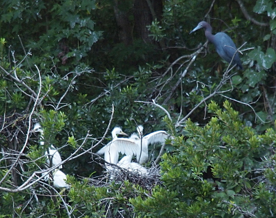 [A dark blue-grey bird with a blue beak that has a black tip is perched in a tree above the nest looking down at it. The nest in the middle of the image has three chicks standing in it and one has its wings spread completely, but it doesn't look like the wings are full enough of feathers. Another nest on the left of the image has two chicks in it, one sitting and one standing.]